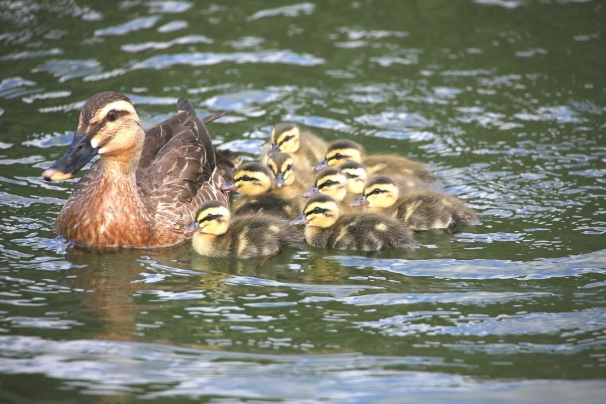 福岡県営中央公園 はジョギングから生き物観察までok カルガモ親子も 北九州ノコト
