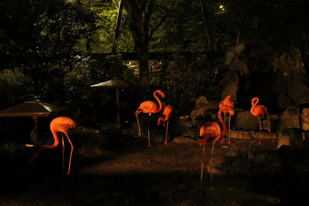 到津の森公園で Itozu Yoru Zoo 夜の動物園21 開催 夜のジャングルを体験 北九州ノコト