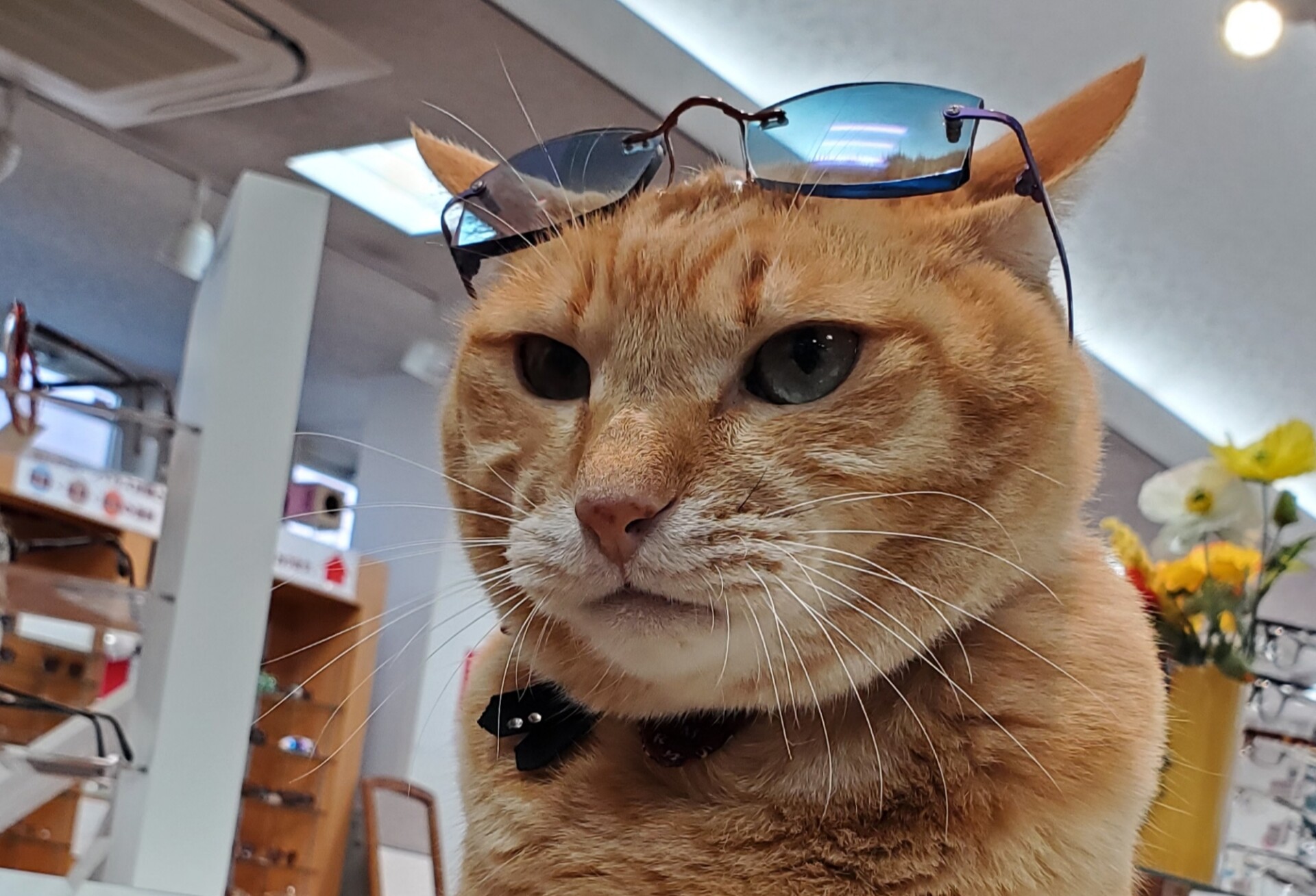 北q散歩 門司のメガネ屋さんで 猫の広報部長 寅矢さんに会いました 北九州ノコト