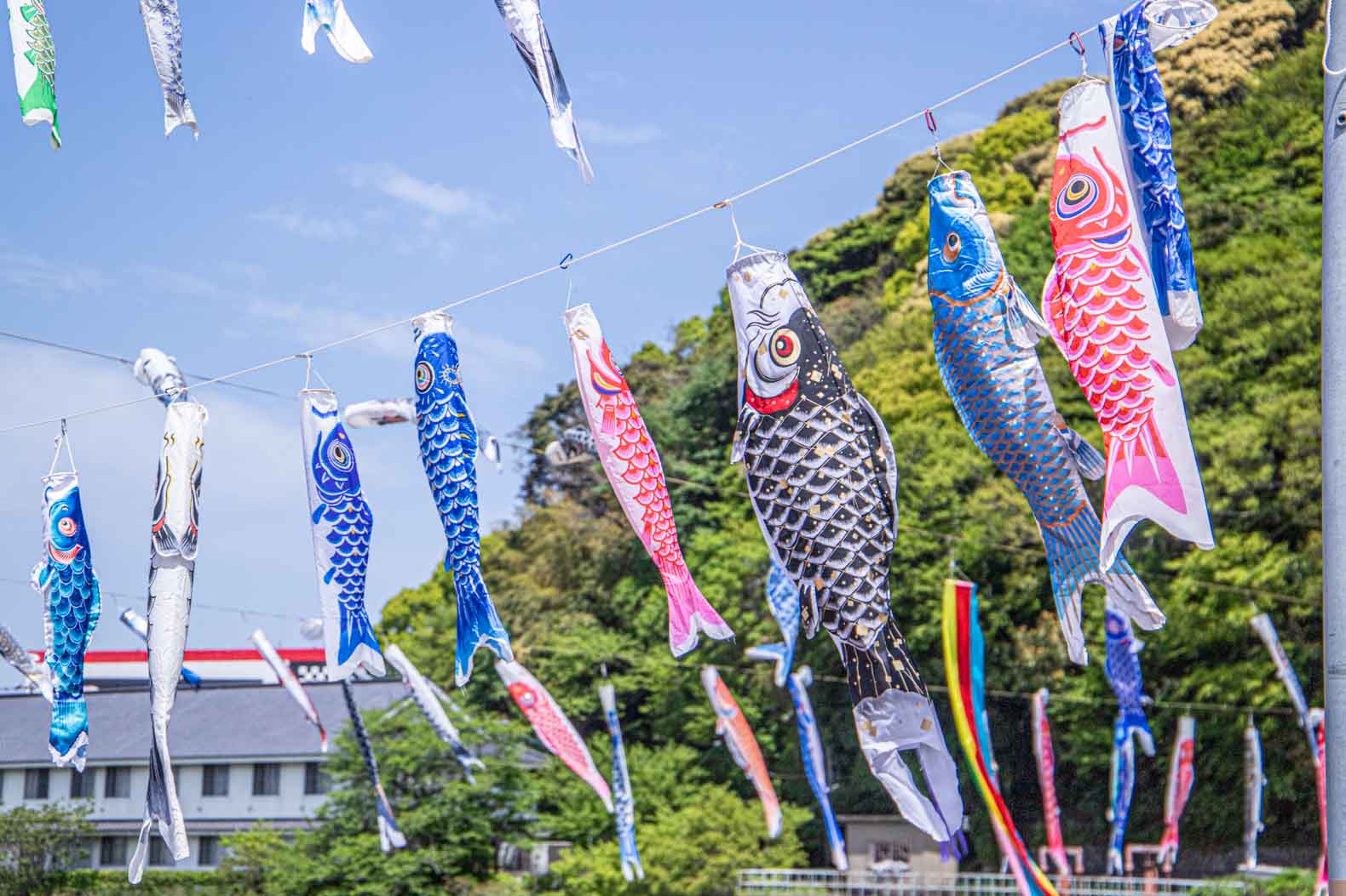 第17回紫川こいのぼりまつり」小倉南区長行で開催中 | 北九州ノコト