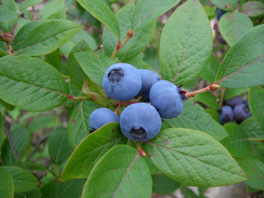 小倉南区 平尾台自然の郷 園内でブルーベリー摘み取り体験 北九州ノコト