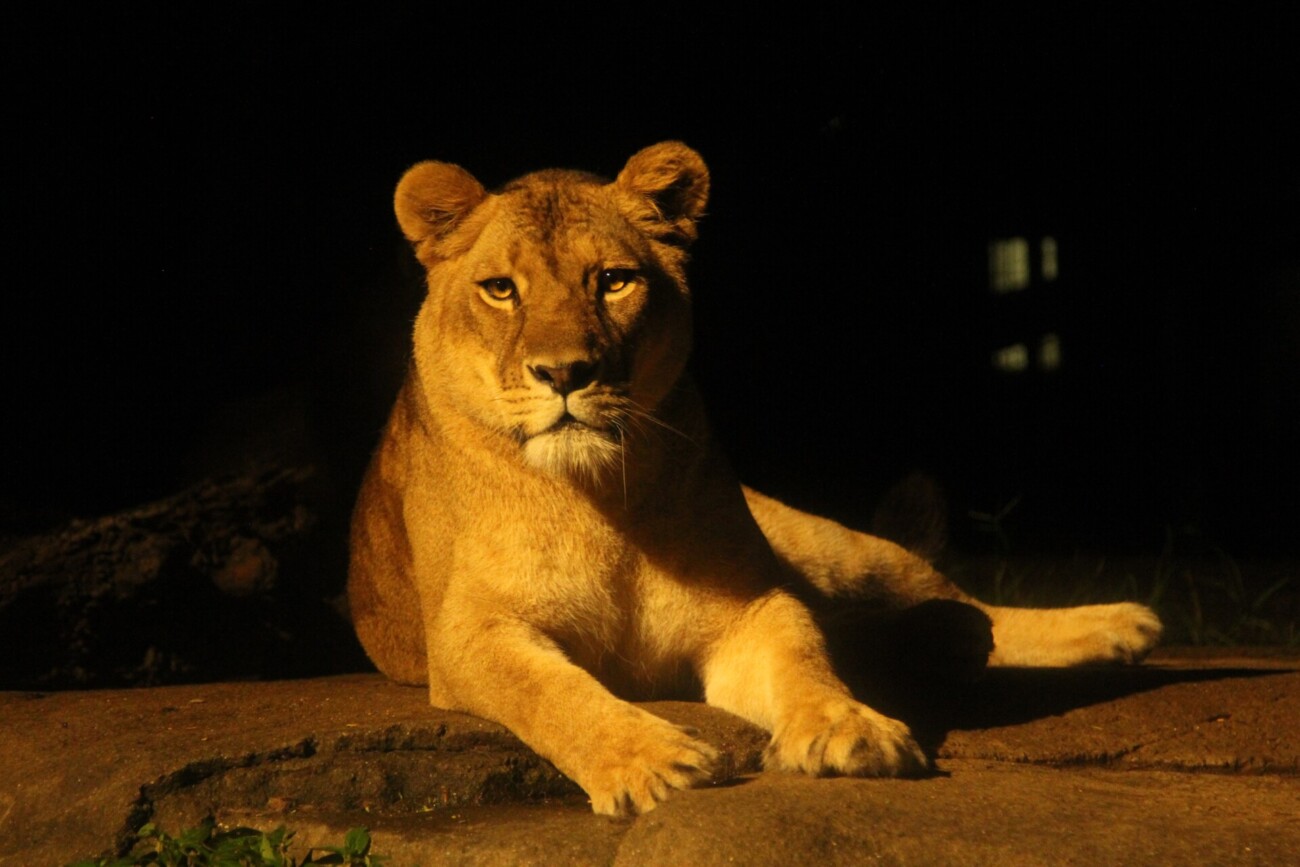 夜のジャングル を体験 到津の森公園で 夜の動物園22 開催 北九州市小倉北区 北九州ノコト