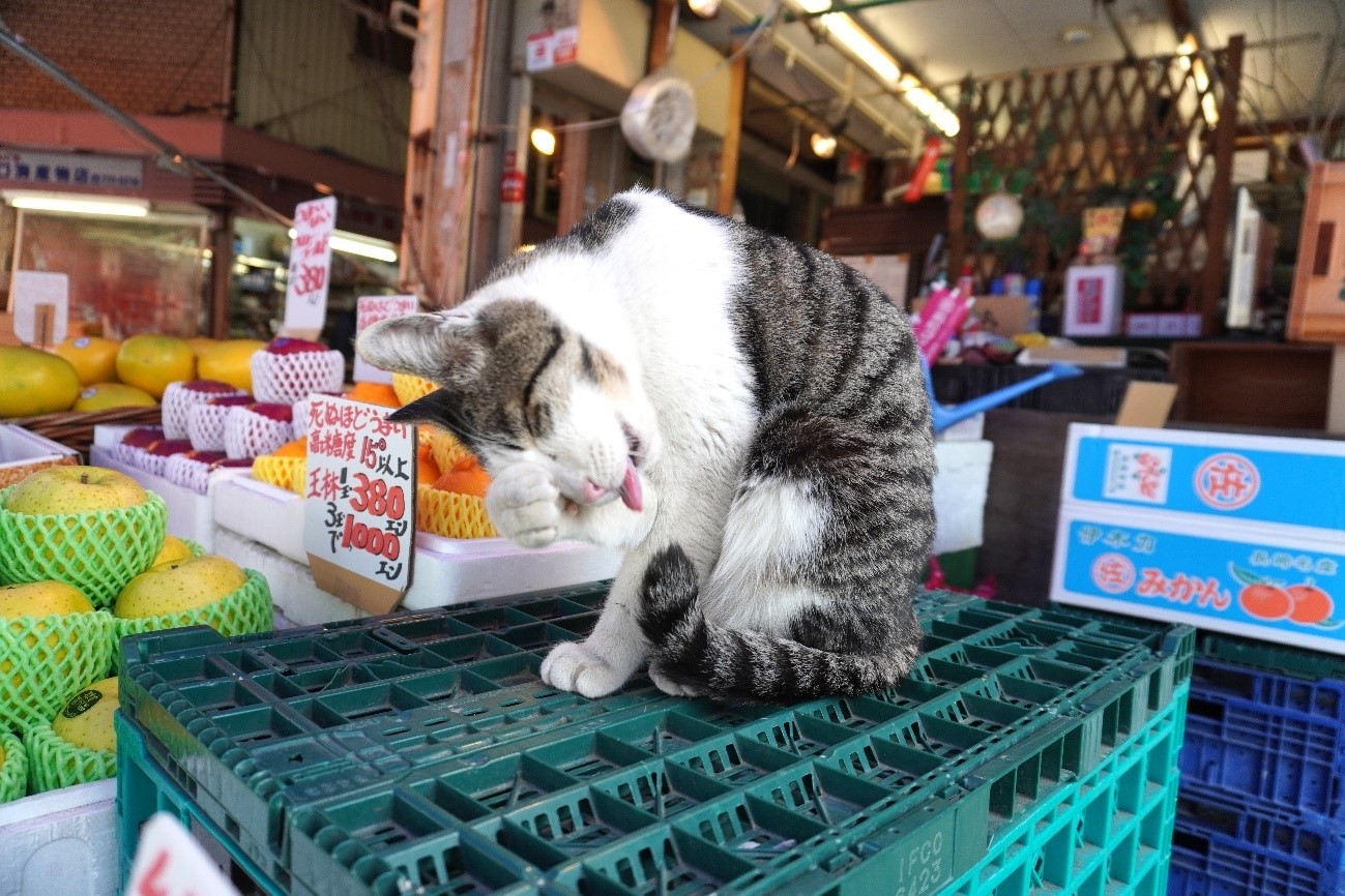 写真家・岩合光昭さんで有名になった『ボスネコ』と「大正町商店街