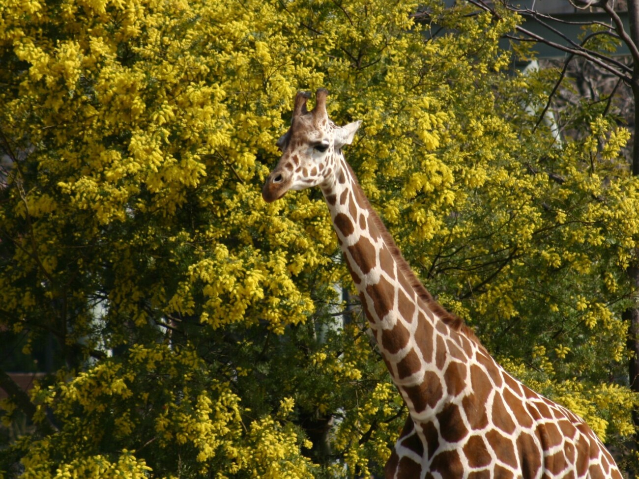 到津の森公園「ミモザフェア」 キリンにミモザをプレゼント？【北九州