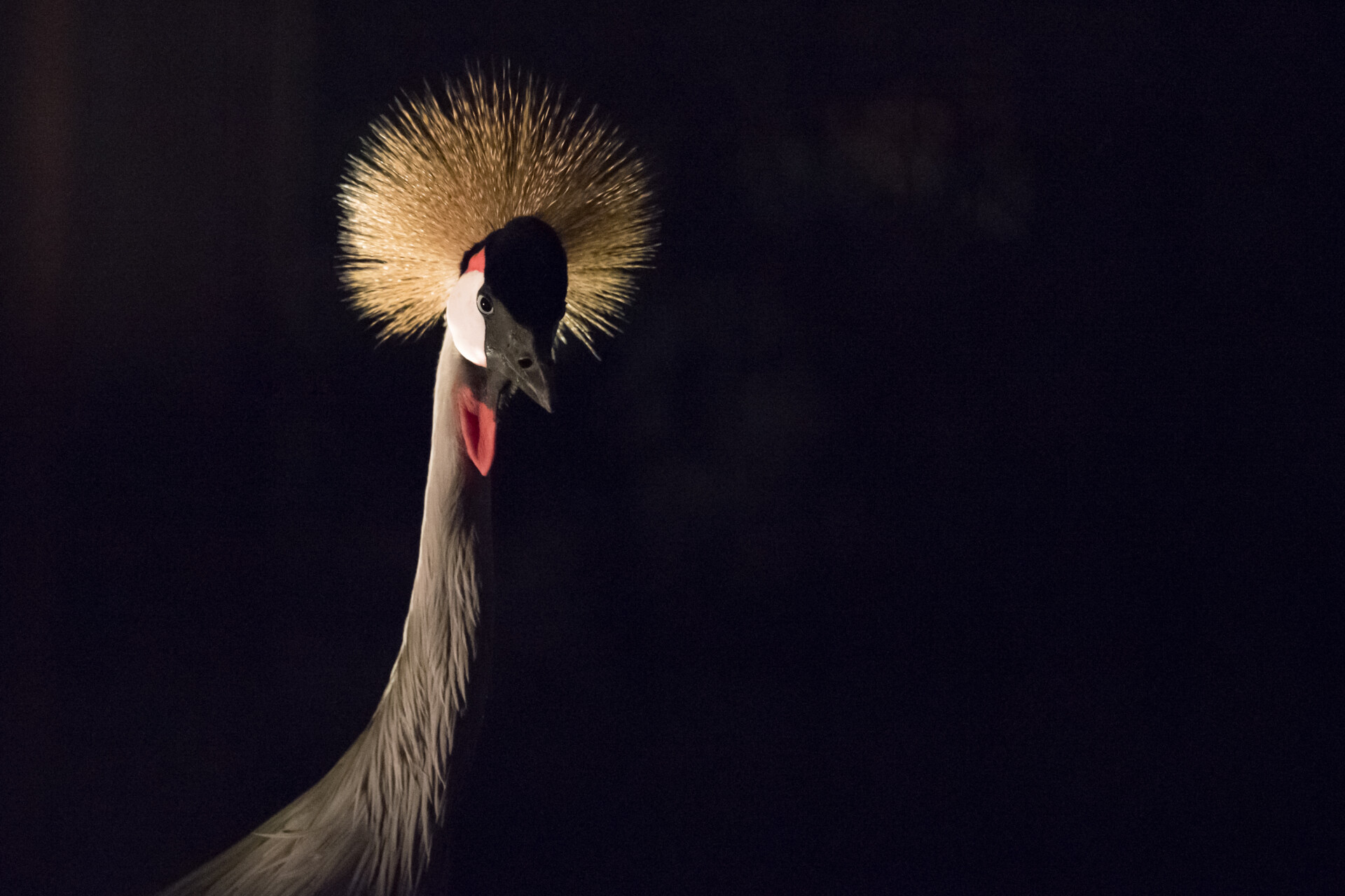 夜のジャングル』を体験？ 到津の森公園「夜の動物園2023