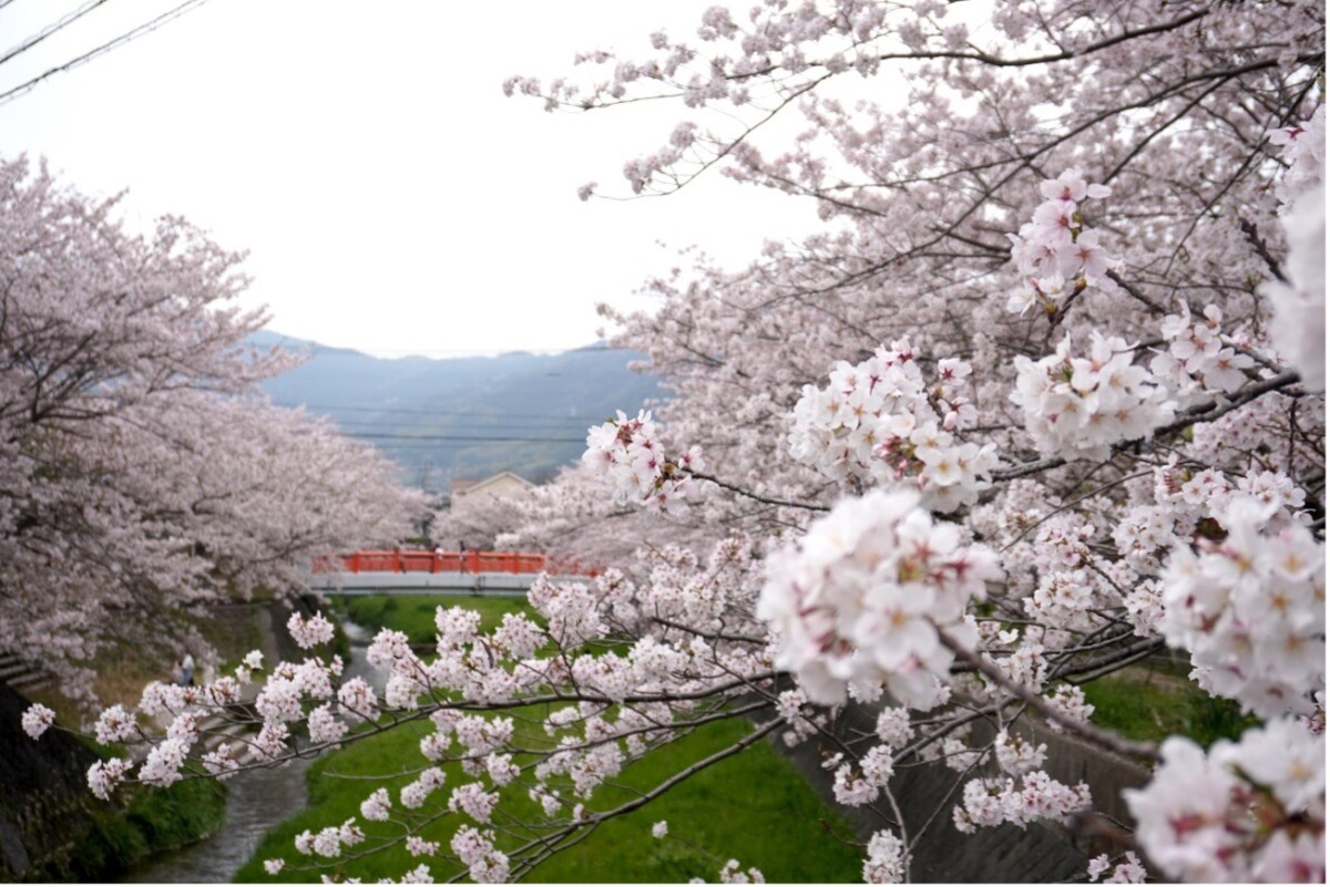 掛け軸 桜 さくら 肉質 掛軸 春 景色 壁掛け 在銘 大型 楽天市場】掛け軸 【 開運 掛軸 春爛漫 鶯と桜 [桜花 花鳥図]】尺五