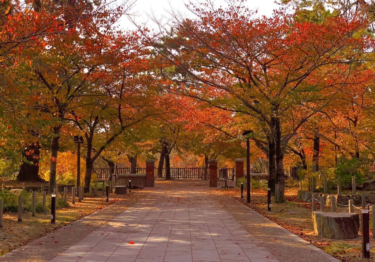 2024】秋を満喫「北九州市の紅葉スポット」6選 市内で紅葉を 2024】秋を満喫「北九州市の紅葉スポット」6選 市内で紅葉を