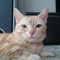 しまだじゅんこ